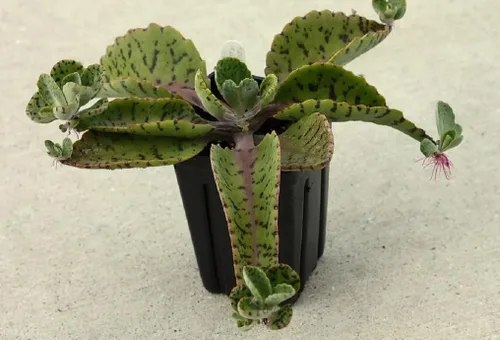 Vista 2 de Orejas de burro Kalanchoe gastonis bonnieri Planta viva Rara Suculenta Cactus 4" Planta