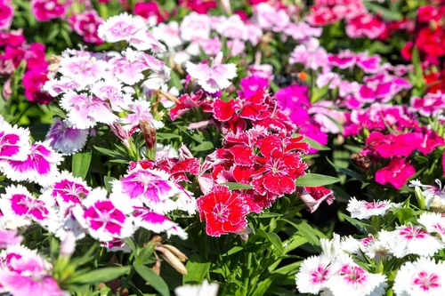 Vista 3 de 500 Pinks chinos mezclados China Rainbow Pink Dianthus Chinensis Semillas de flores bicolor