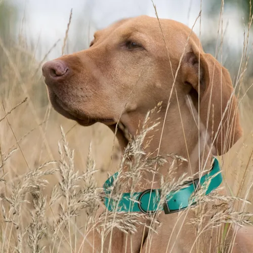 Vista 414 de Dogline Biothane - Collar impermeable para perro con hebilla de liberación rápida, resistente cincha de nailon recubierta con resistente y a prueba