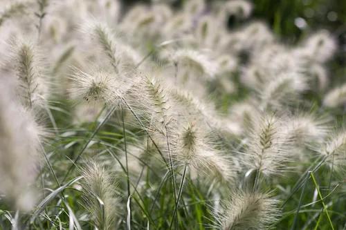 Vista 8 de 30 semillas de flores de setaceum Pennisetum de hierba blanca
