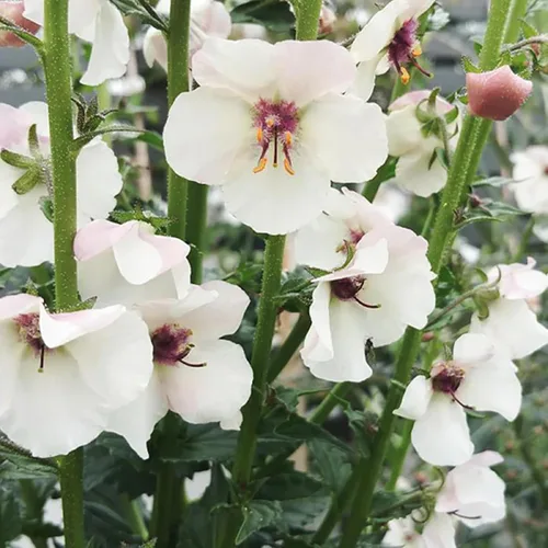 Vista 5 de CHUXAY GARDEN Verbascum Blattaria Seed - 50 semillas de polilla gordolobo flor encantadoras flores blancas atraen mariposas y abejas añadiendo un