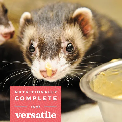 Vista 3 de Oxbow Critical Care Carnivore, hecho con huevo entero y pollo seco, fórmula para alimentación asistida para carnívoros, suplementos para gatos