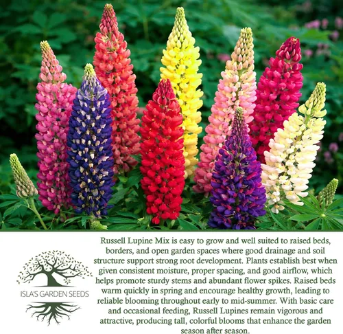 Vista 6 de Russell Mix - Semillas de flores de altramuz (Lupinus perennis) – Más de 150 semillas sin OMG y reliquias de Isla's Garden Seeds, flores perennes