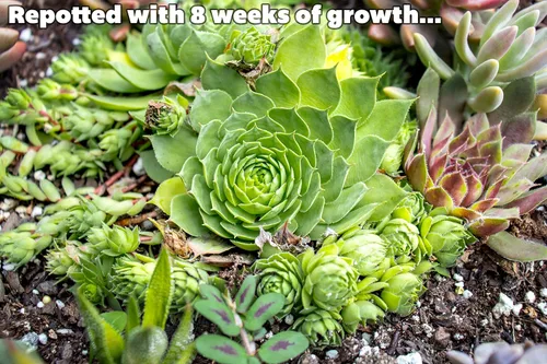 Vista 5 de Sempervivum - Plantas suculentas vivas de interior (3PK), plantas de interior vivas Sempervivum, plantas de interior vivas, plantas