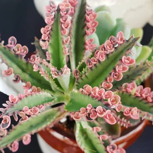 Vista 7 de 2 Plantas Vivas de Kalanchoe Mariposa Rosa, Planta Viva de Kalanchoe, en Maceta de 2 Pulgadas, Kalanchoe Rosa Suculenta Madre de Miles