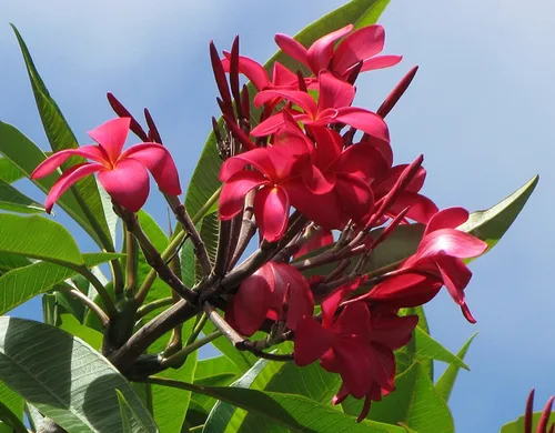 Vista 3 de 2 Hawaiian Red Plumeria Cuttings Grown in Hawaii