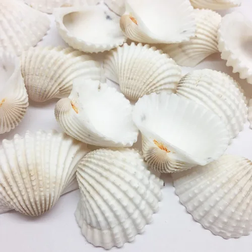 Vista 10 de Conchas marinas Pepperlonely, vieiras de diferentes tamaños