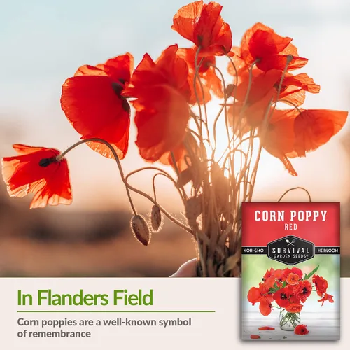 Vista 3 de Survival Garden Seeds Amapola de maíz rojo (Papaver Rhoas) 1 paquete con semillas de flores silvestres e instrucciones de plantación Cultiva