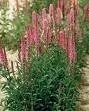 Vista 6 de 50 colores mixtos Veronica Sightseeing Mix (Spike Speedwell) Veronica Spicata Flower Seeds