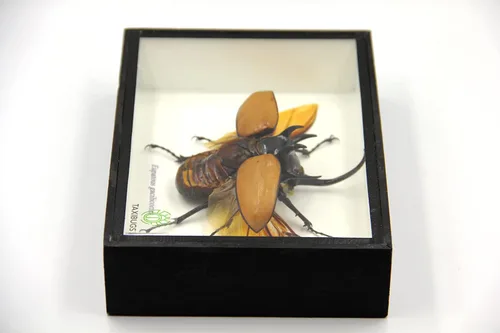 Vista 4 de Escarabajo de 5 cuernos real/Eupatorus Gracilicornis forma voladora taxidermia en caja transparente (caja de madera negra)