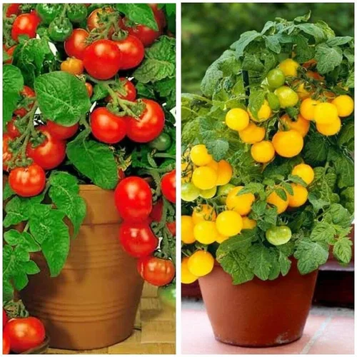 Vista 5 de MOCCUROD - 100 semillas de tomate cereza para interiores, semillas de herencia vegetal rara de tomate enano rojo y amarillo