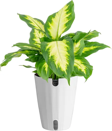 Vista 10 de Costa Farms Dieffenbachia, planta de interior viva, fácil cuidado Maceta de jardín
