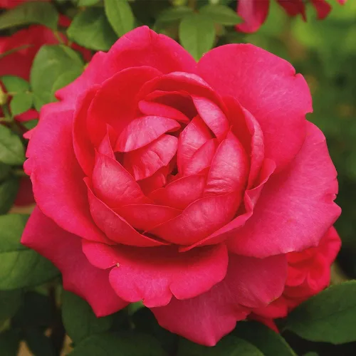 Vista 5 de Heirloom Roses Planta de rosas - Acapella® Rosa Rosa Bush, Té híbrido Planta viva para plantar al aire libre