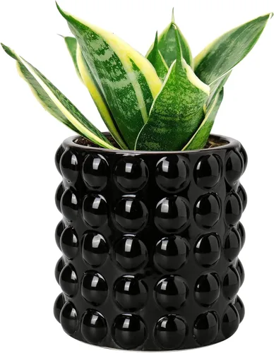Vista 9 de DILATATA Maceta de Cerámica de 5 Pulgadas para Plantas de Interior Sin Orificio de Drenaje, Maceta de Flores de Burbuja, Maceta de Hobnail, Maceta