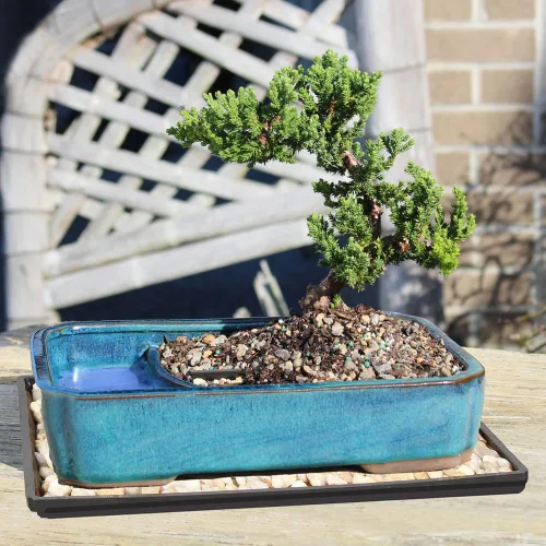 Vista 8 de Brussel's Bonsai Árbol Bonsái de Enebro Verde Vivo - Mediano, 5 Años, 6 a 10 Pulgadas - Árbol Bonsái para Exteriores Vivo con Maceta de Agua