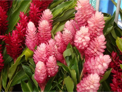 Vista 2 de Raíz de planta de jengibre rosa hawaiano - 1 paquete - 2 raíces pp Discount