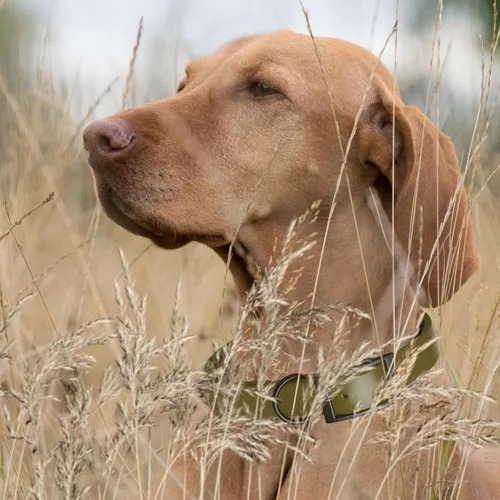 Vista 134 de Dogline Biothane - Collar impermeable para perro con hebilla de liberación rápida, resistente cincha de nailon recubierta con resistente y a prueba