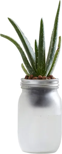 Vista 7 de Back to the Roots Kit de cultivo de riego automático, macetas hidropónicas de vidrio para suculentas y sistema de riego automático de cactus
