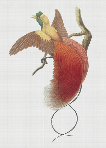 Vista 22 de Canguros australianos John Gould Counted Patrón de punto de cruz