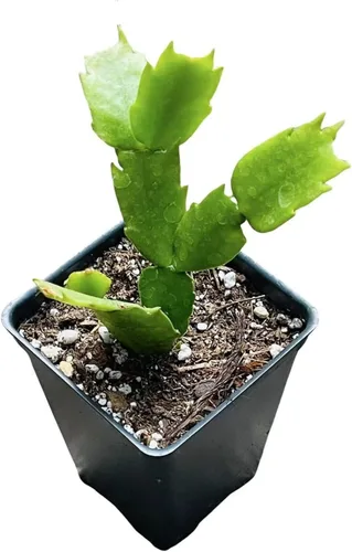Vista 3 de Plantas vivas de USKC (maceta de 2.6 pulgadas de ancho x 3.4 pulgadas de alto) (Aeonium Sunburst)
