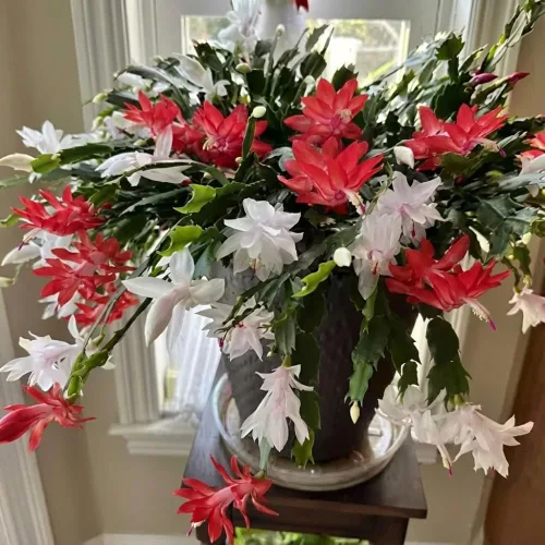 Vista 7 de Planta de cactus de Navidad viva, flores rojas y blancas, suculentas navideñas en maceta de 6 pulgadas para cultivo en interiores o exteriores