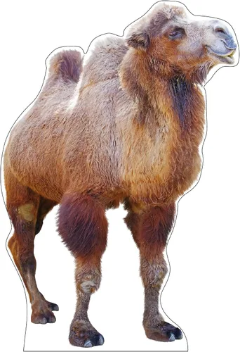 Vista 8 de Soporte de cartón de tamaño natural Impermeable Animales - Caballo - Izquierda