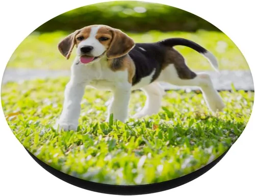 Vista 2 de Beagle Harrier - PopSockets intercambiables para cachorros, amantes de los perros
