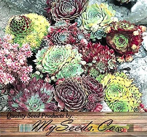Vista 4 de Big Pack by MySeeds.Co