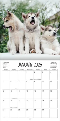 Vista 3 de Turner - Mini calendario fotográfico de pared de cachorros juguetones (25998950017)