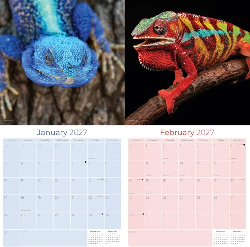 Vista 135 de Calendario de grises africanos 2025 2026 – Planificador mensual de pared de aves africanas – 12 x 18 pulgadas (abierto), calendario de pared