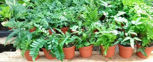 Vista 2 de Helechos - Jardín de hadas - 5 plantas diferentes - Macetas de 4