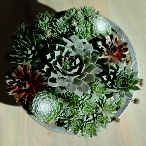 Vista 2 de Altman Plants Planta suculenta viva sempervivum no tóxica, regalo en maceta decorativa de 8 pulgadas, suculentas reales para cultivar, gallinas