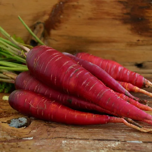 Vista 8 de Zanahoria roja dragón – 150 semillas – Variedad rara reliquia y polinizada abierta, semillas de vegetales sin OMG para plantar en interiores