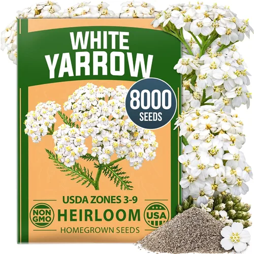 Vista 166 de HOME GROWN Bachelor Button Tall Mix 700+ Semillas de flores Centaurea