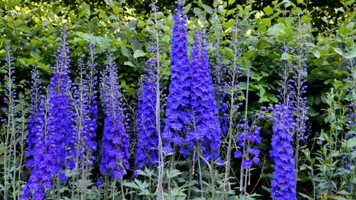 Vista 3 de Semillas Blue Delphinium Flores anuales gigantes para plantar