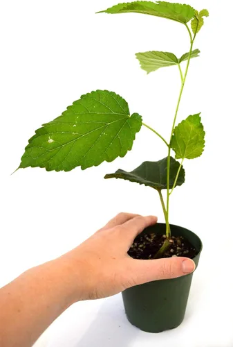 Vista 6 de Planta de mora enana, de producción continua. (Morus Nigra) Fruta Dulce. Bote de 4 pulgadas.