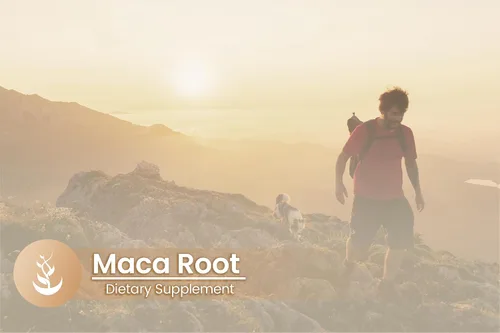 Vista 5 de PURE ORIGINAL INGREDIENTS Raíz de maca, (100 cápsulas) siempre pura, sin aditivos ni rellenos, verificado por laboratorio