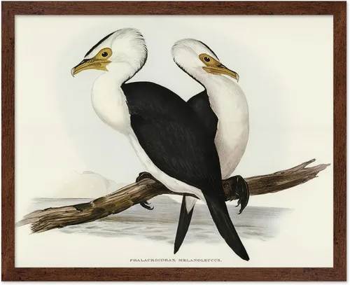Vista 19 de Poster Master Póster vintage de James Audubon – Impresión retro de amargo americano – Arte de aves de América – Regalo para hombres, mujeres