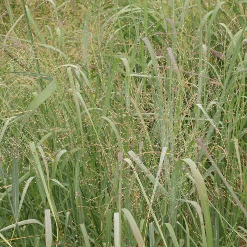 Vista 2 de 1000 semillas de césped Switchgrass Switch 'Cueva in Rock' Panicum virgatum