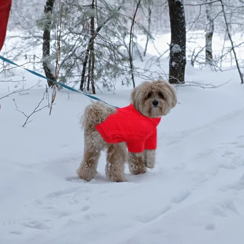 Vista 96 de Queenmore - Suéter de punto trenzado con cuello alto para perros pequeños, para climas fríos, para chihuahua, bulldog, teckel, carlino y yorkie, XS