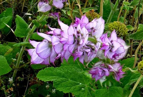 Vista 2 de Semillas Clary Sage Medicinal Herb Non GMO
