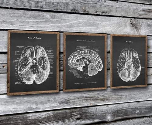 Vista 3 de Neuroscience Art set de 3 impresiones sin marco de arte de anatomía cerebral humana