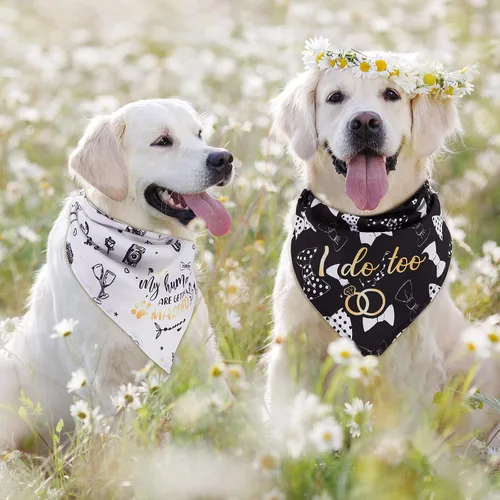 Vista 5 de Frienda 4 unidades My Humans are Getting Married Dog Bandana She Said Yes para fotos de compromiso de boda, traje de boda para perro, regalo