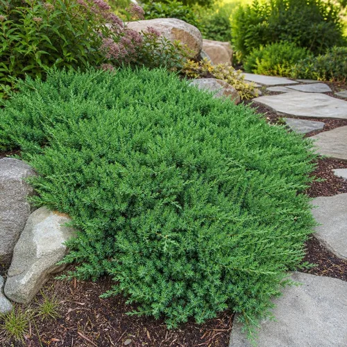 Vista 4 de Blue Pacific Shore Juniper Planta de tamaño de 1 galón vivo Juniperus Conferta Evergreen resistente al frío tolerante a la sequía