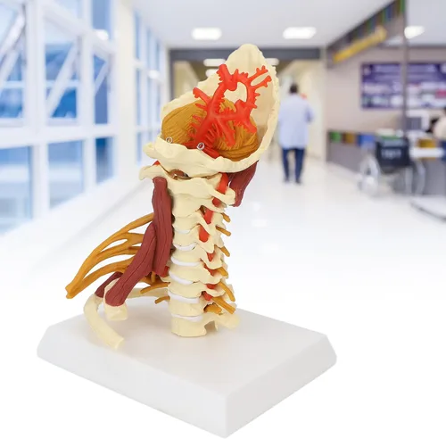 Vista 6 de Modelo de columna cervical, modelo espinal humano extraíble, para médico, paciente, comunicación, ciencias, aula, estudio, exhibición