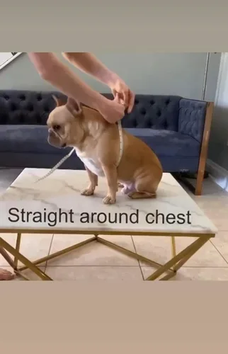 Vista 7 de BULLHUG Arnés Hecho para perros de pecho más grande como bulldogs ingleses, bulldogs franceses, pugs y más. Evita que los perros tiren y se