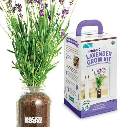 Vista 4 de Back to the Roots Planta de Ají Orgánico sin Transgénicos, Cultiva Ajíes Orgánicos Todo el Año, Kit de Cultivo para Ventana, Mejor Regalo