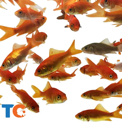 Vista 8 de Toledo Goldfish peces cometa vivos, peces de descarte, para estanques, acuarios o peceras, nacidos y criados en Estados Unidos, se garantiza que