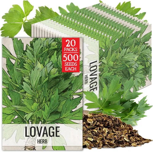 Vista 11 de Seed Needs Semillas de apio para plantar hierbas culinarias tradicionales sin OMG, 2 paquetes
