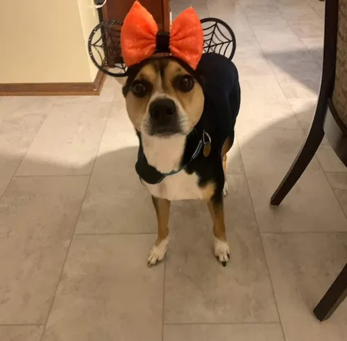 Vista 5 de CLGIFT Orejas de Minnie Mouse de Halloween, orejas de Minnie Naranja, orejas de Mickey Mouse negras, disfraz de Halloween.